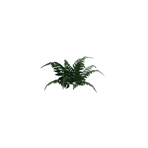 Fern 5